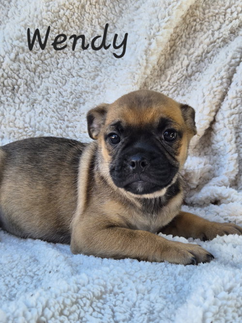 Wendy, an adoptable Pug in Phelan, CA