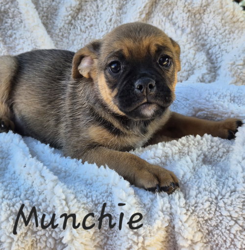 Munchie, an adoptable Pug in Phelan, CA