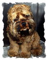 Cooper
