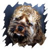 Cooper