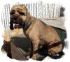 Cooper