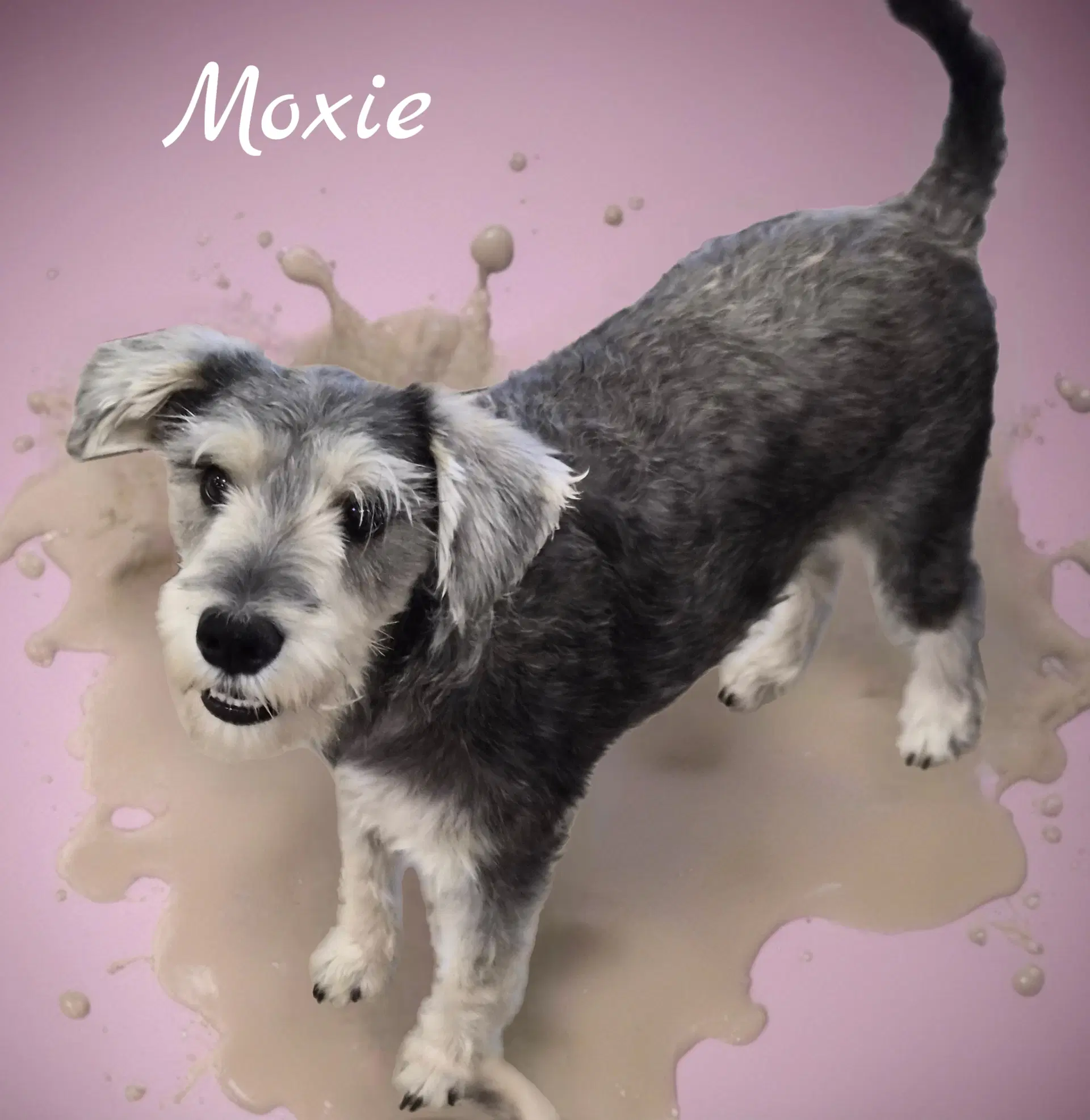Moxie image 2