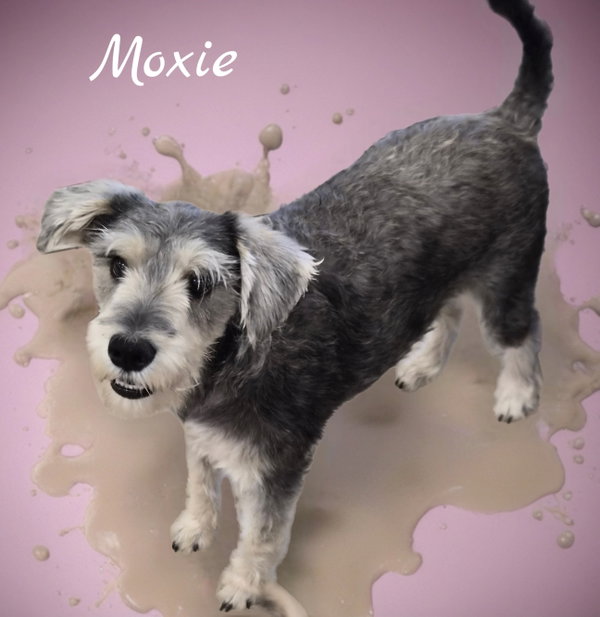 Moxie