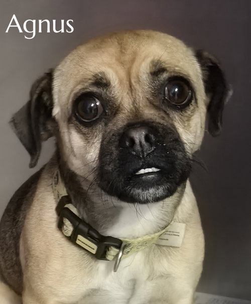 Agnus