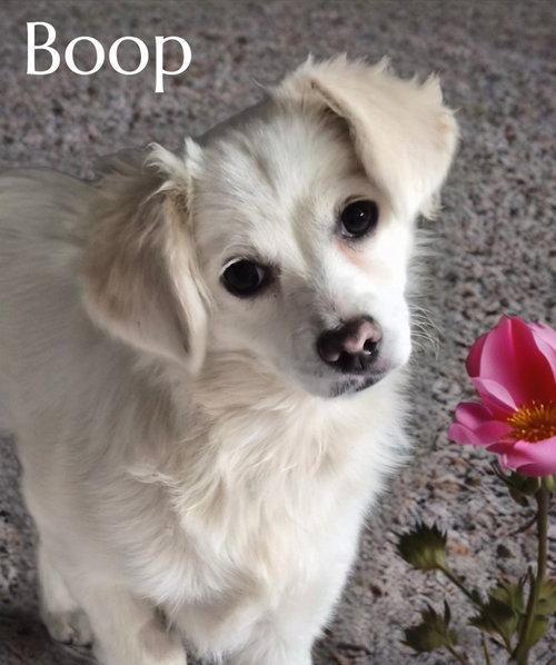 Boop