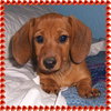 Molly