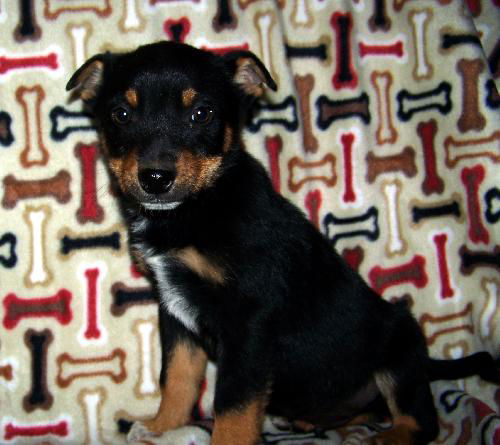 Rottie