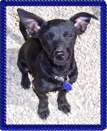 Chico