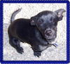 Chico