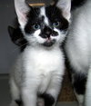 Prissy