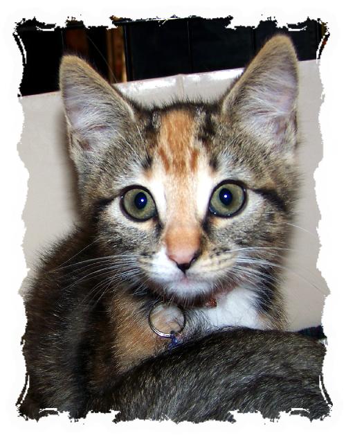 Miss Kitty
