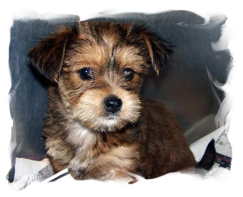 Millie