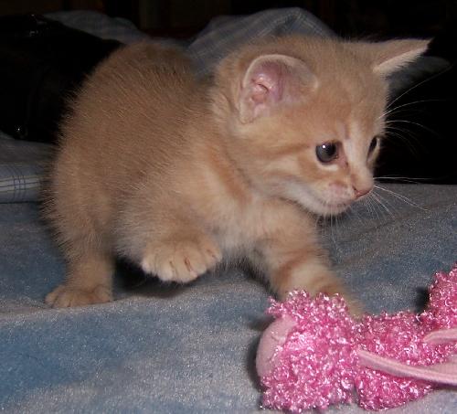 Pouncer