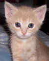 Pouncer