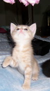 Pouncer
