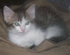Petunia