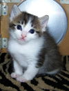 Petunia
