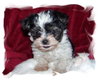 Minnie
