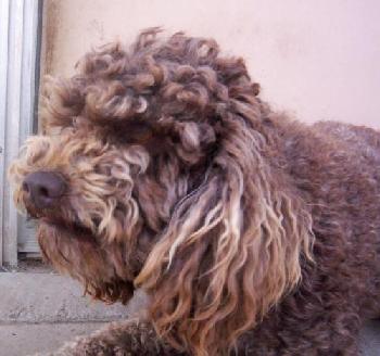 Buster Brown