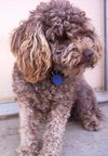 Buster Brown
