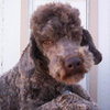 Buster Brown