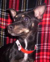 Balou