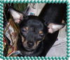Lobo