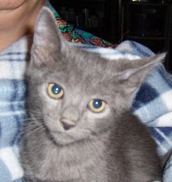 Kitty