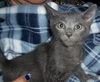 Kitty