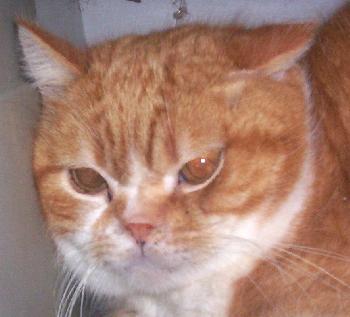 Scamp