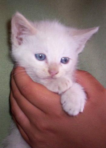 Cinnamon