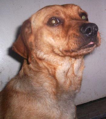 Cooper