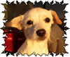 Colby