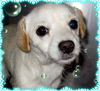 Colby