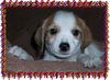 Ron