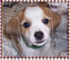 Ron