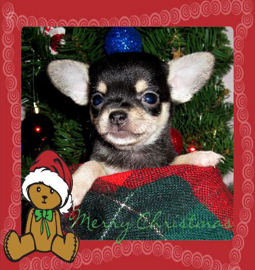 Holly