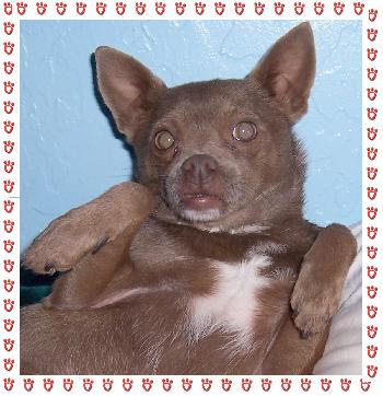 Coco Bear