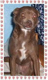 Coco Bear