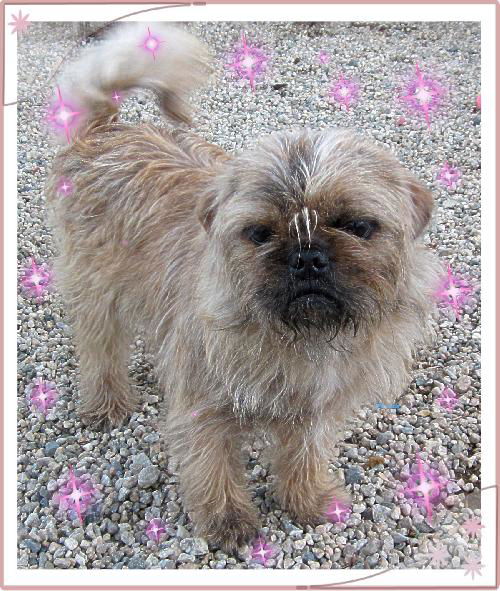 Wickett