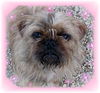 Wickett