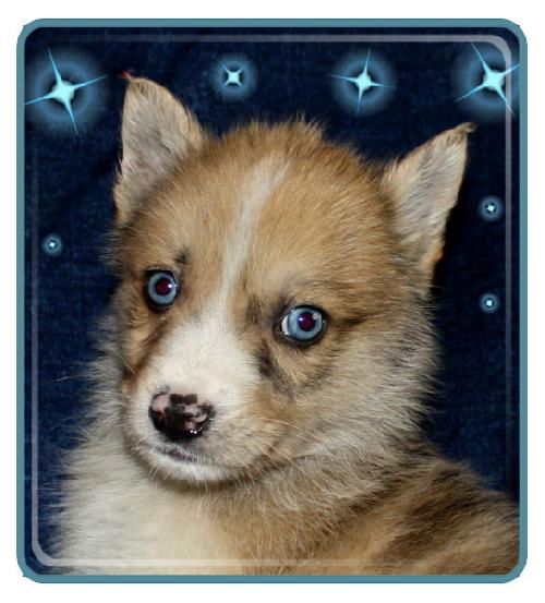 Rollo