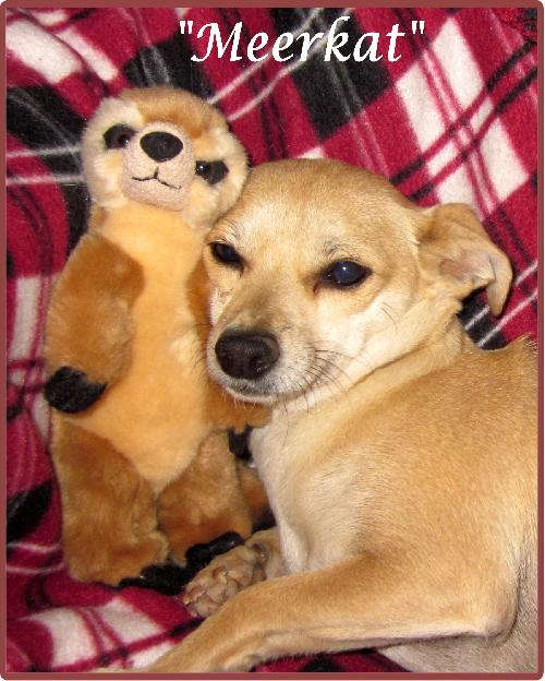 Meerkat