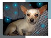 Chester