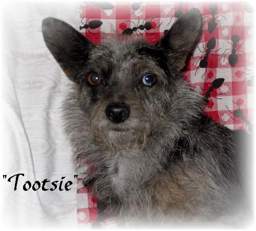 Tootsie