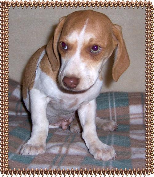 Mutt