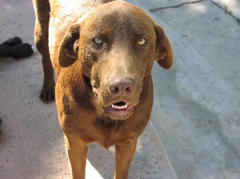 Roo