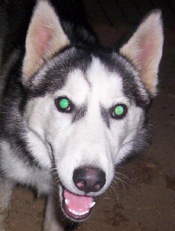 Samson