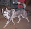 Samson