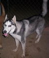 Samson